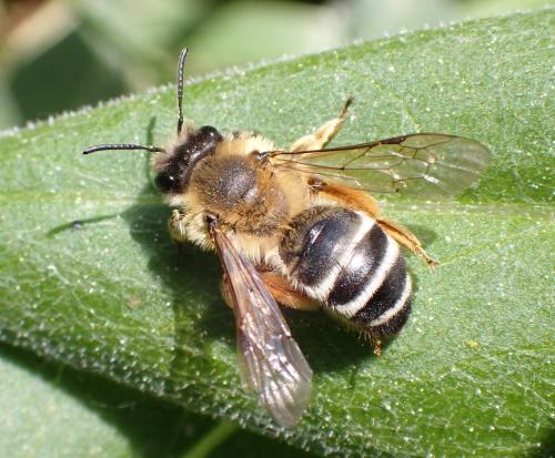 Andrena gravida